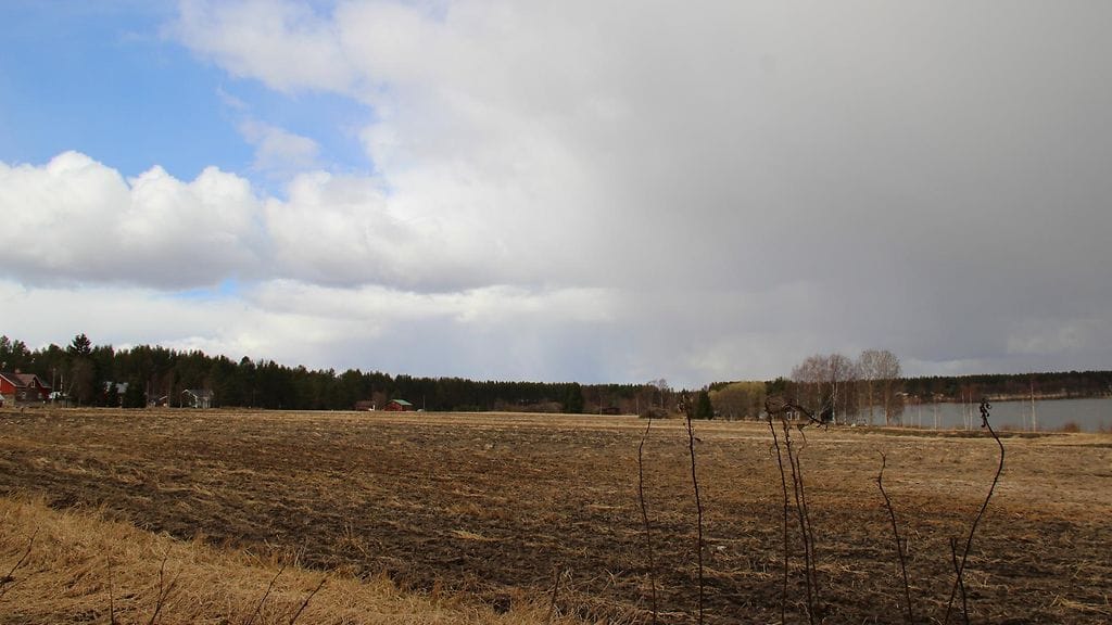 Sade alkamassa, 3. toukokuuta 2014. Lukijan kuva: Sinikka Kujala