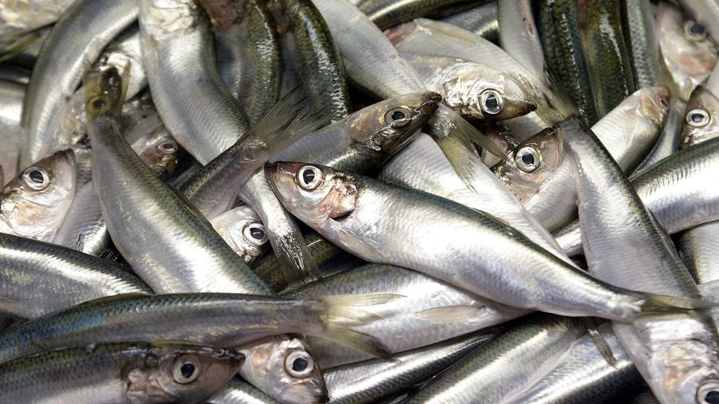 Niin Ruotsin kuin muidenkin rannikkovaltioiden kalastajat pelkäävät, että ne menettävät oikeutensa kalastaa Britannian vesillä, jos EU ja Britannia eivät pääse sopimukseen. Kuvassa sillejä.