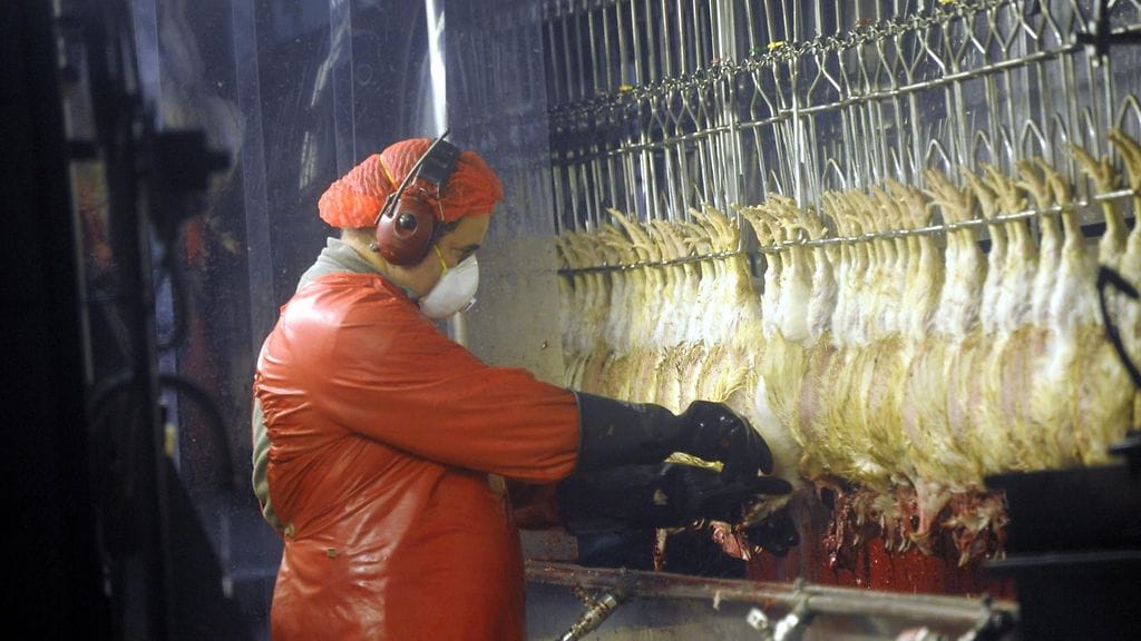 Halal-tarkastaja Abdullah Tusanin tarkastaa HK-Scanin teurastamolla Tanskassa, että kanat ovat kuolleita. Kuva on vuodelta 2011.