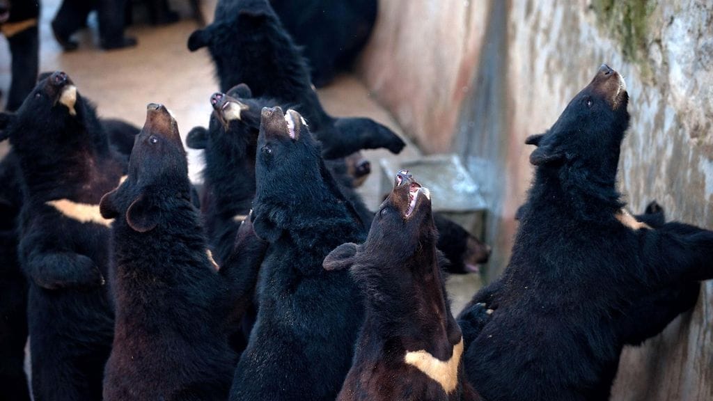 Karhufarmi Kiinassa. Sappi lasketaan elävästä karhusta, ja toimenpide on karhulle äärimmäisen kivulias ja traumaattinen.