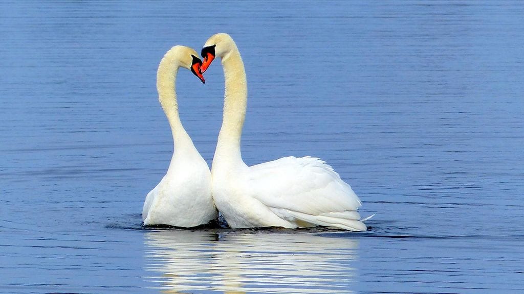 Kyhmyjoutsenia Vaasassa. Lukijan kuva: Matti Hietala