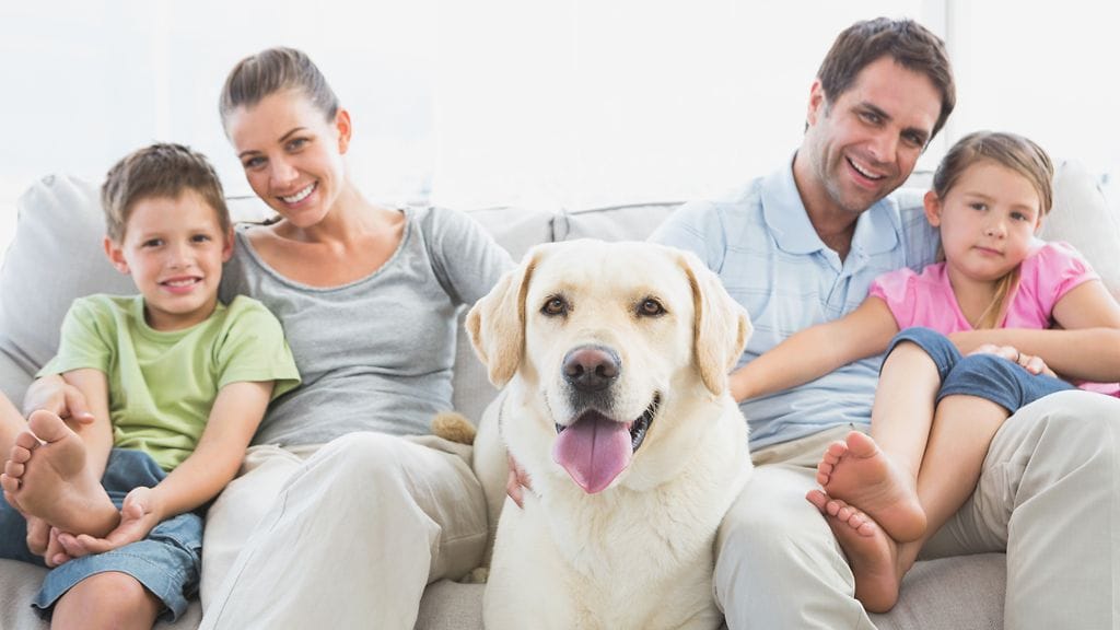 Nappaa vinkit lemmikkikodin siivoukseen.