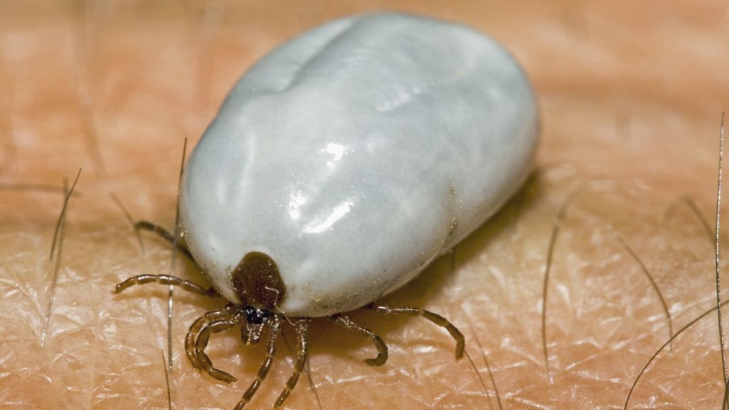 Hyvin syönyt punkki.