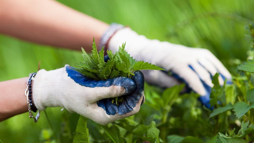 Ole varovainen poimiessasi nokkosia!