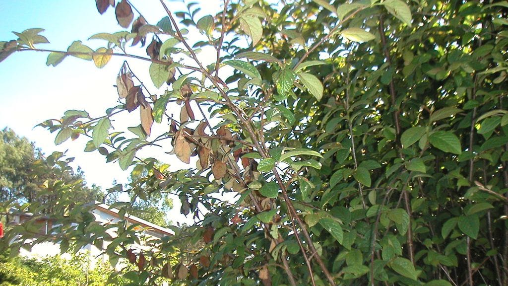 Tulipoltteen oireita ovat esimerkiksi oksankärkien ruskettuminen. Kuva: Kim Tilli ja Kati Lankinen, Evira.