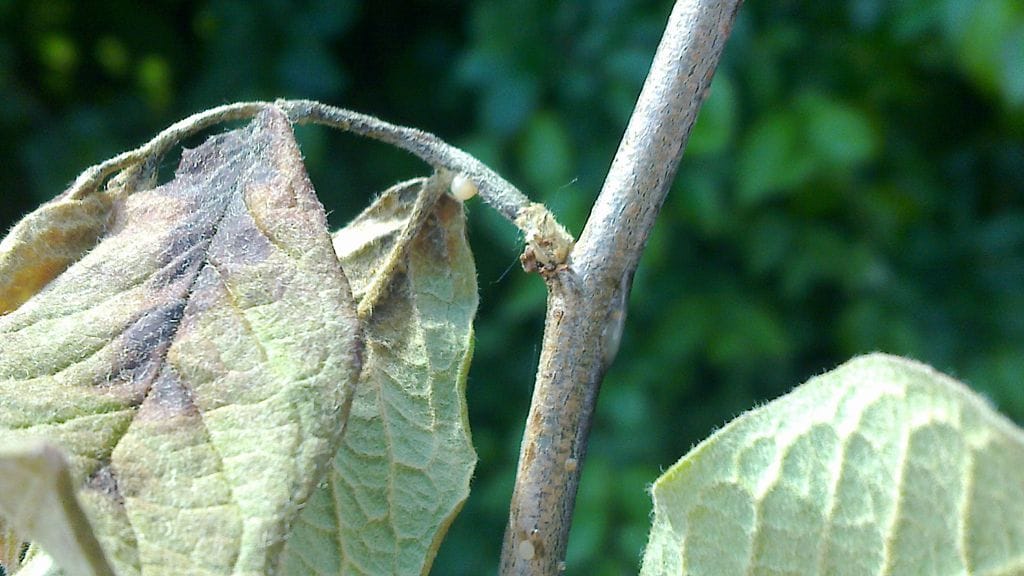 Tulipoltteen oireita ovat esimerkiksi oksankärkien ruskettuminen ja bakteeriliman muodostuminen.