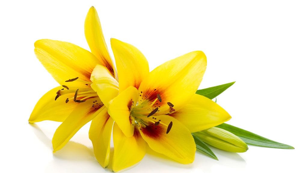 Keltainen lilja on näyttävä kukka, mutta millaisia viestejä kukkaan liitetään?