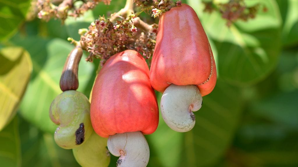 Cashewpähkinän pinta on myrkyllinen.