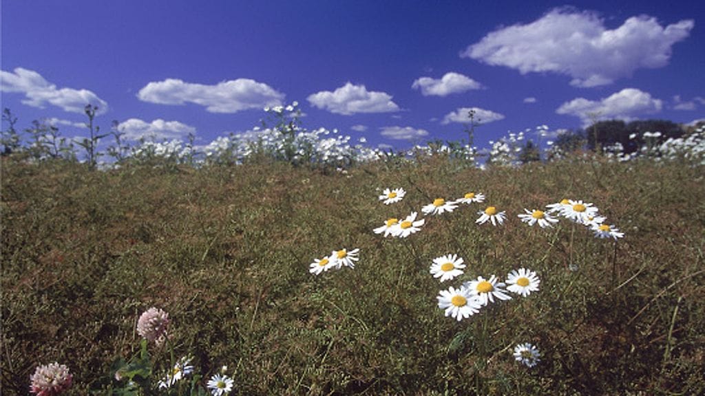 peltosauramon ja apilan kukkia kuminapellossa
