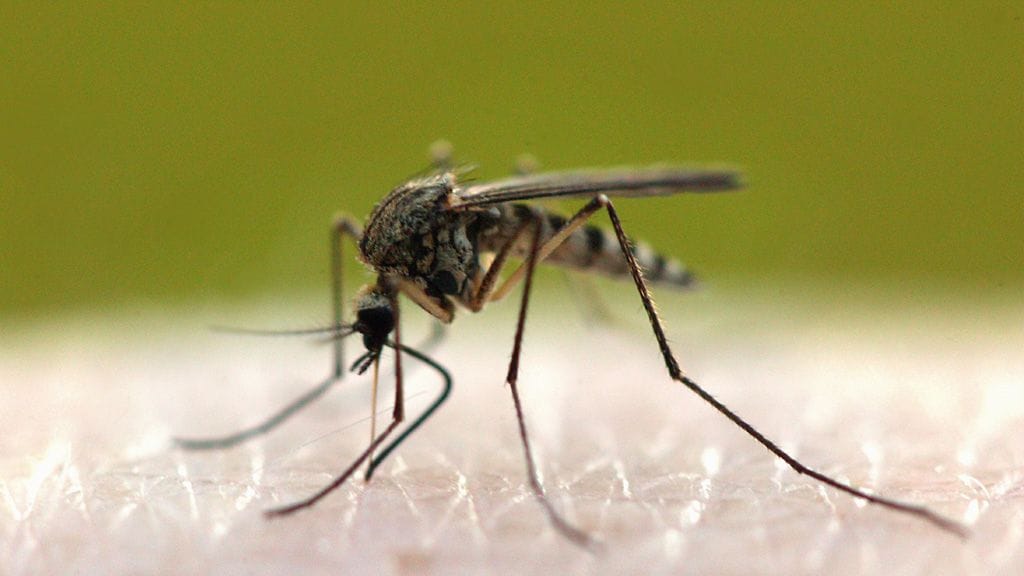 Hyttynen ihmisen iholla.