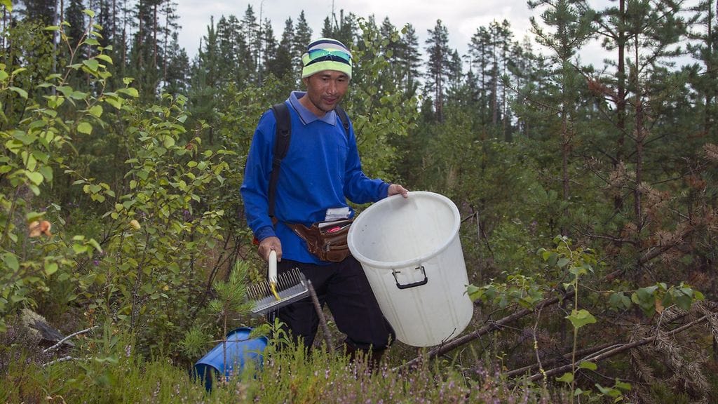 Thaimaalainen marjanpoimija Jaran Boonbarhoc etsi mustikoita Valtimon Rumolla viime heinäkuussa.