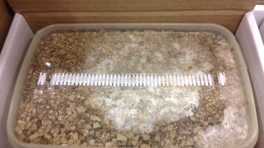 Sienten kasvatusalustat ovat muovisia laatikoita, jotka sisältävät sekä kasvualustan että sienirihmaston. Kuva: Tulli