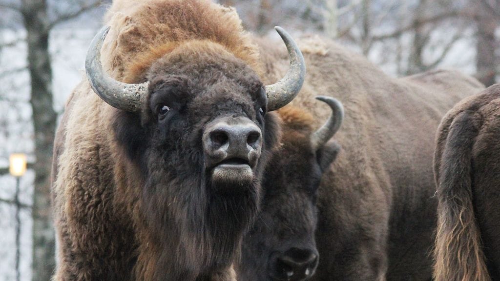 Ihminenon syönyt, myrkyttänyt ja vienyt eläimiltä elintilan.