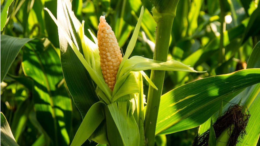 Tästä lähtien esimerkiksi geenimuunneltua maissia saa käyttää EU:ssa ihmisravintona.