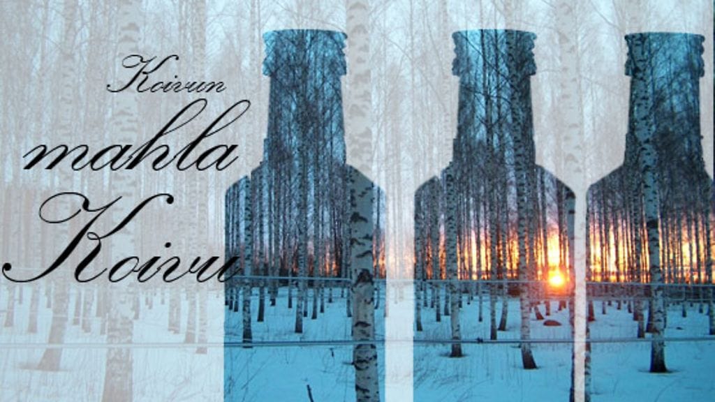 Nordic Koivun koivumahlaa viedään lähes kahteenkymmeneen maahan. (Kuva: Nordic Koivu.)