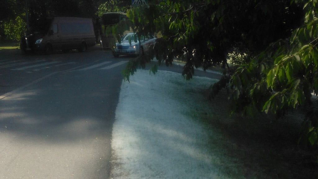 Valkoinen nukka peitti Helsingin töölön kaupunginosan ranta-aluetta kesäkuun lopulla