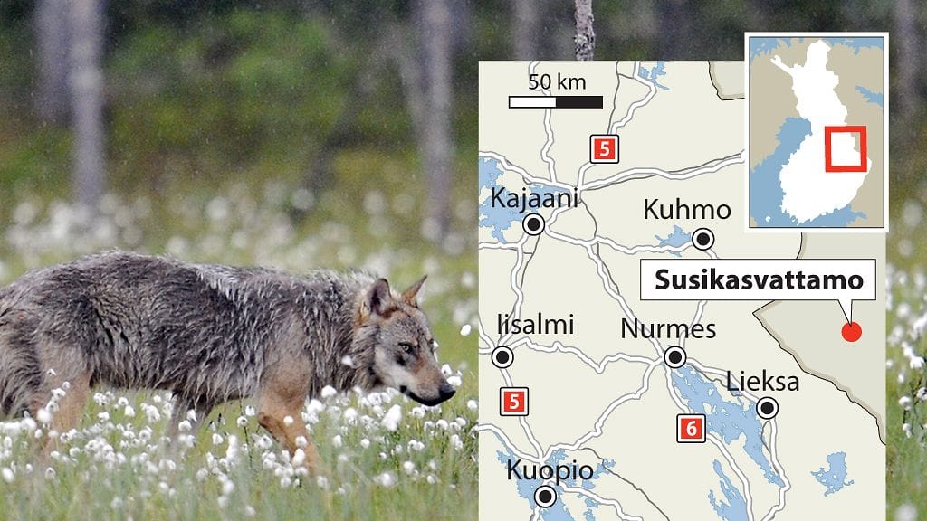 Susi kuvattuna Suomen ja Venäjän välisellä rajavyöhykkeellä Kuhmossa.
