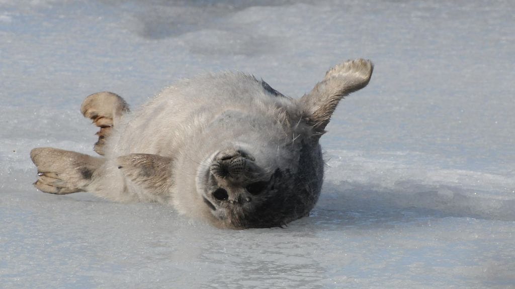 Apukinokset auttoivat tätäkin kuuttia aikanaan. Arkistokuva.