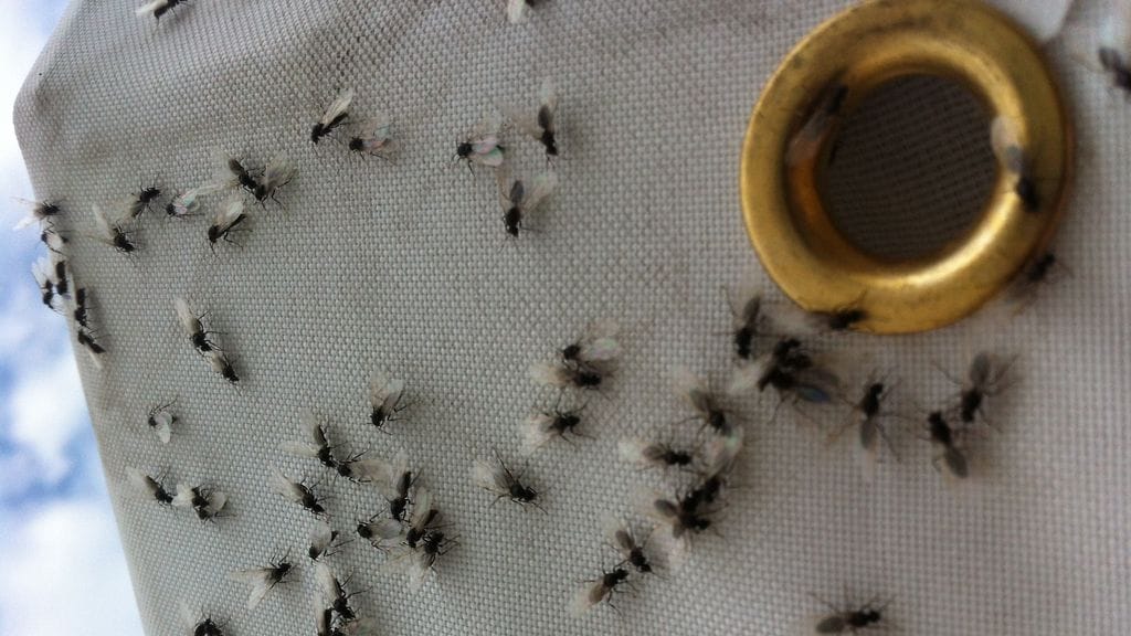 Lentomuurahaisia parveili Kotkan Meripäivillä heinäkuun lopussa.