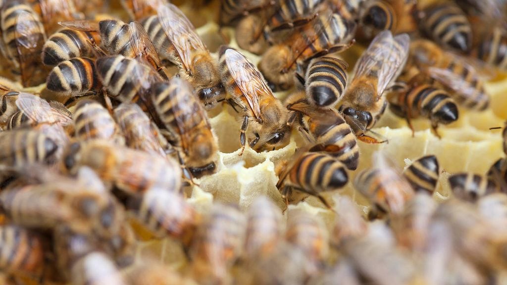 Kuvituskuvaa. Kukaan kuvan mehiläisistä ei liity tapaukseen.