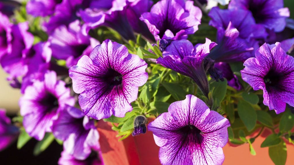 petunia