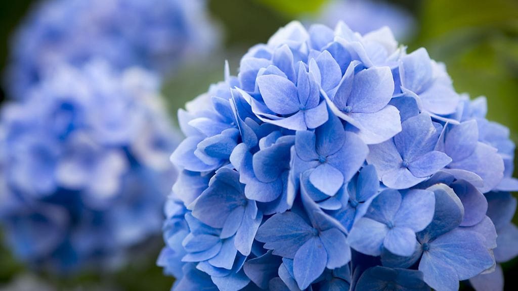 hortensia