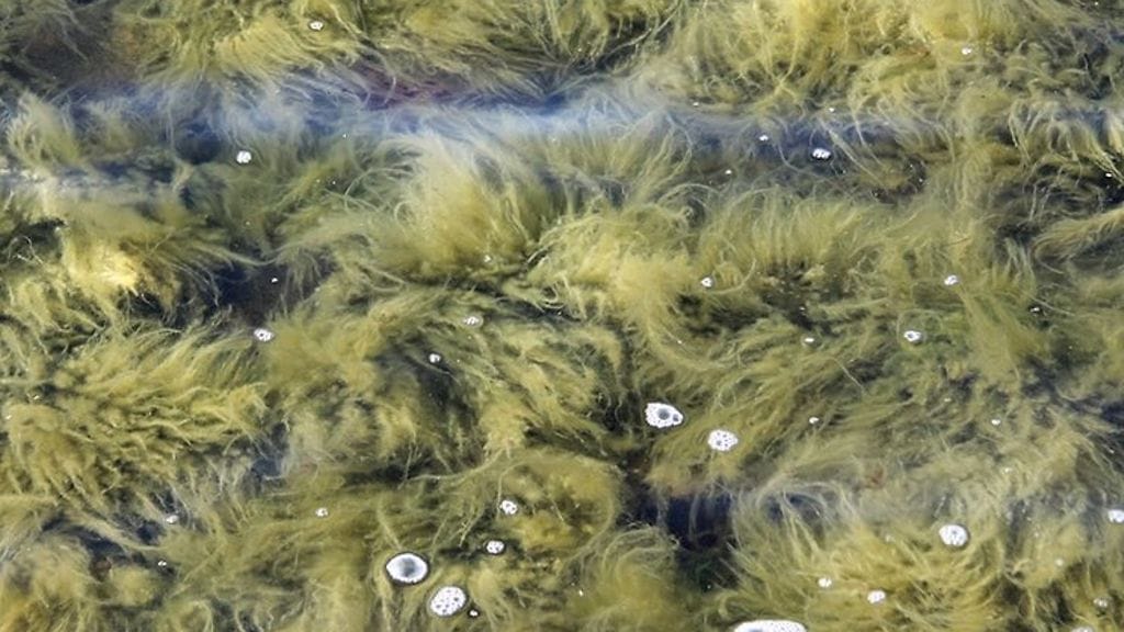 Tunnistatko kuvan levän?