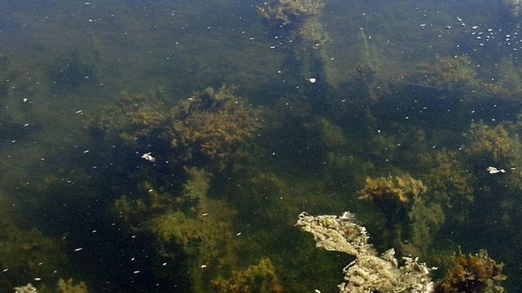 744px-Rakkoleva-luokka-1