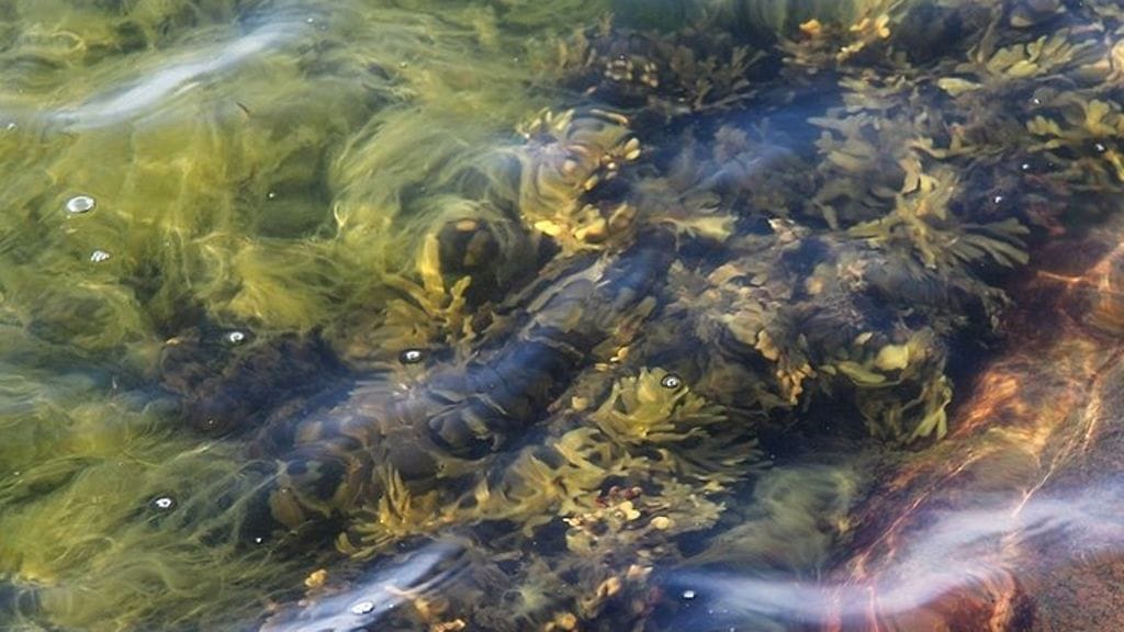 744px-Rakkoleva-luokka-2