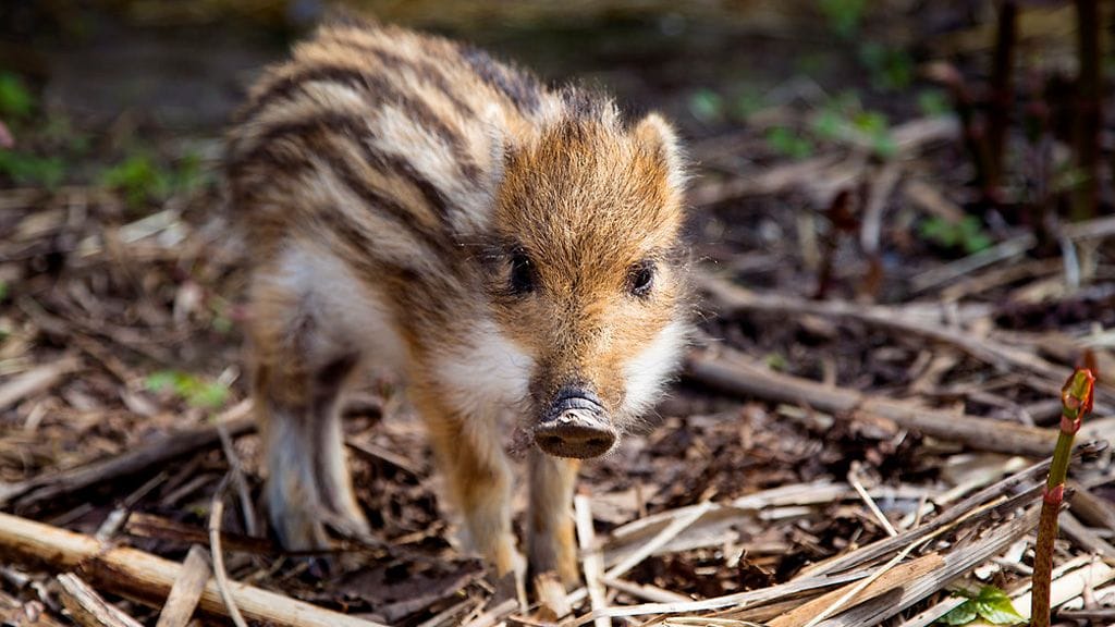 Kuvituskuvassa Korkeasaaressa hoidettava villisian porsas.