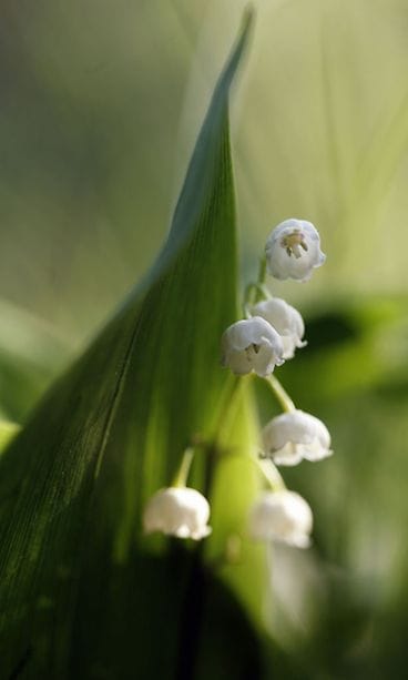 Kielo (Convallaria majalis)