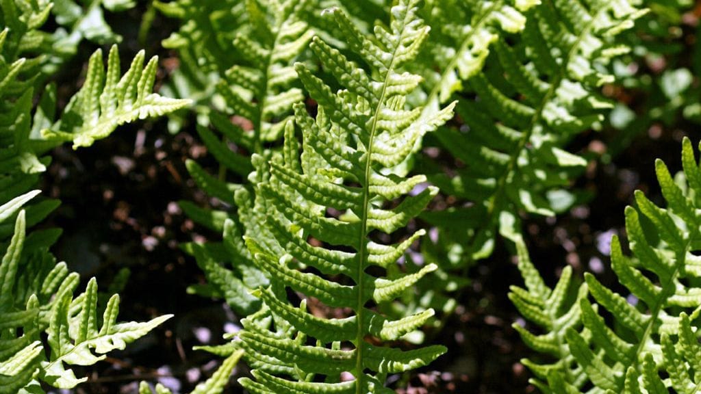 Kallioimarre (Polypodium vulgare).