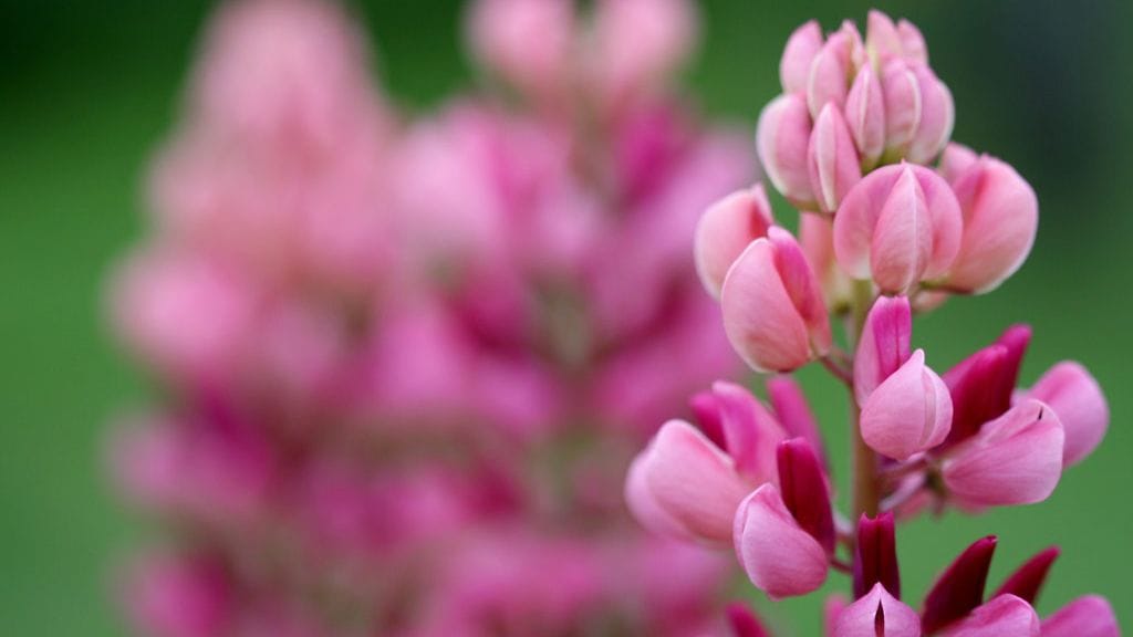 Lupiini (Lupinus polyphyllus)