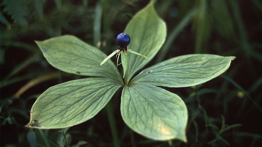 Sudenmarja (Paris quadrifolia)