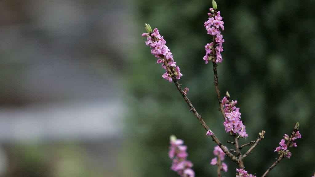 Näsiä (Daphne mezereum)