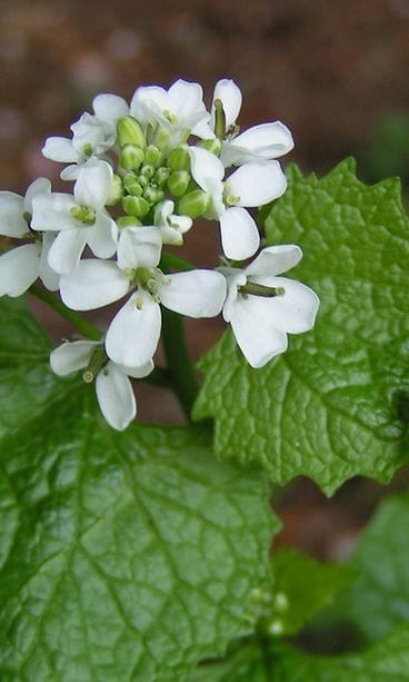 Litulaukka (Alliaria petiolata)