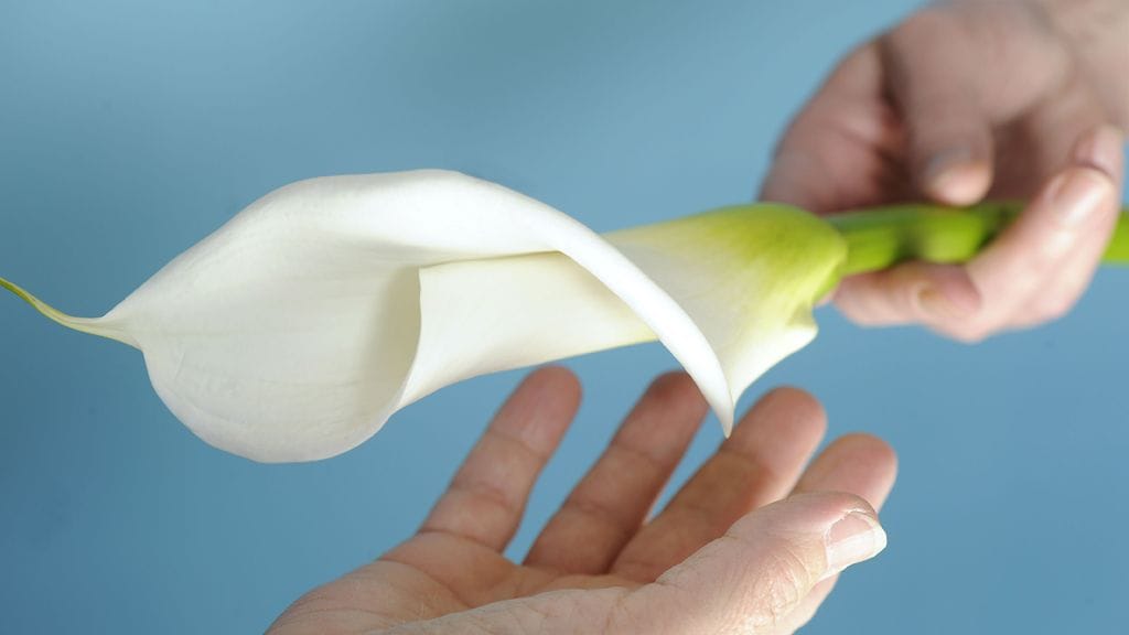 Tiistaina julkaistun kyselyn mukaan eutanasian sallisi 73 prosenttia kyselyyn vastanneista.