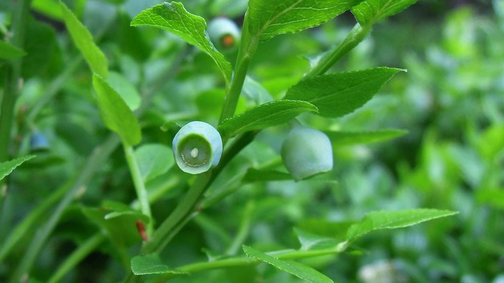 Lämpimillä kasvupaikoilla kypsiä marjoja on ollut jo jonkin aikaa, mutta joukossa on edelleen myös raakoja yksilöitä.