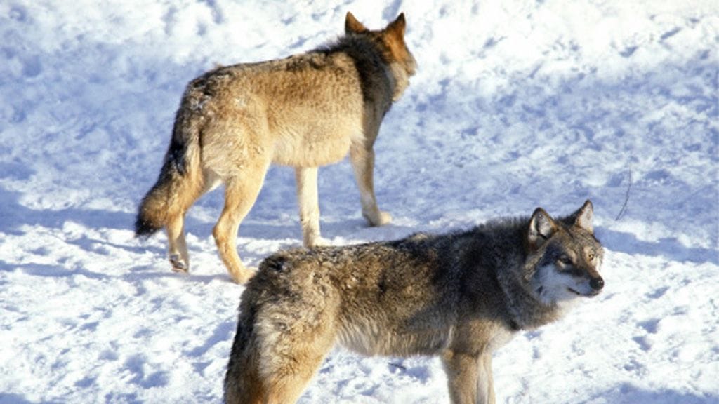 Susia Ähtärin eläinpuistossa.