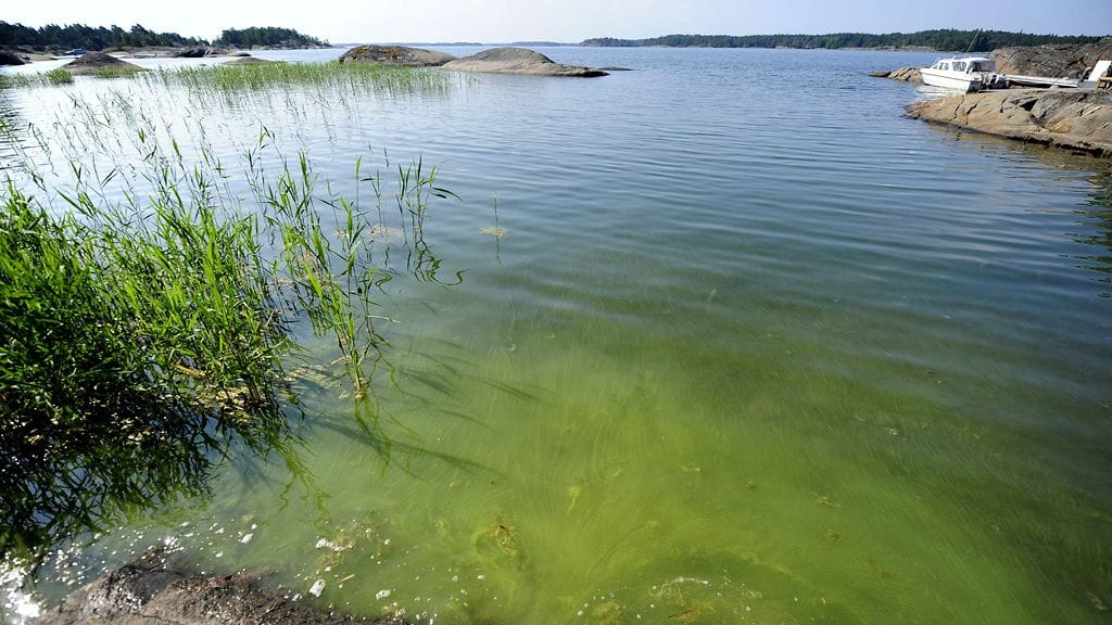Syken merikeskuksen mukaan kaloja tappavien leväkukintojen riski Itämerellä on kohonnut. Arkistokuvaa.
