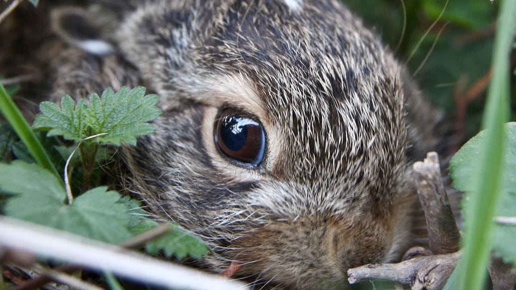 Jäniksen poikanen ihmettelee maailmaa.