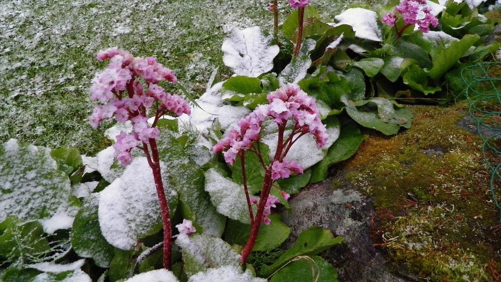 Vuorenkilvet saivat valkean peitteen Kemijärvellä 17. kesäkuuta 2014 aamuyöllä. Lukijan kuva: Juha Laiti