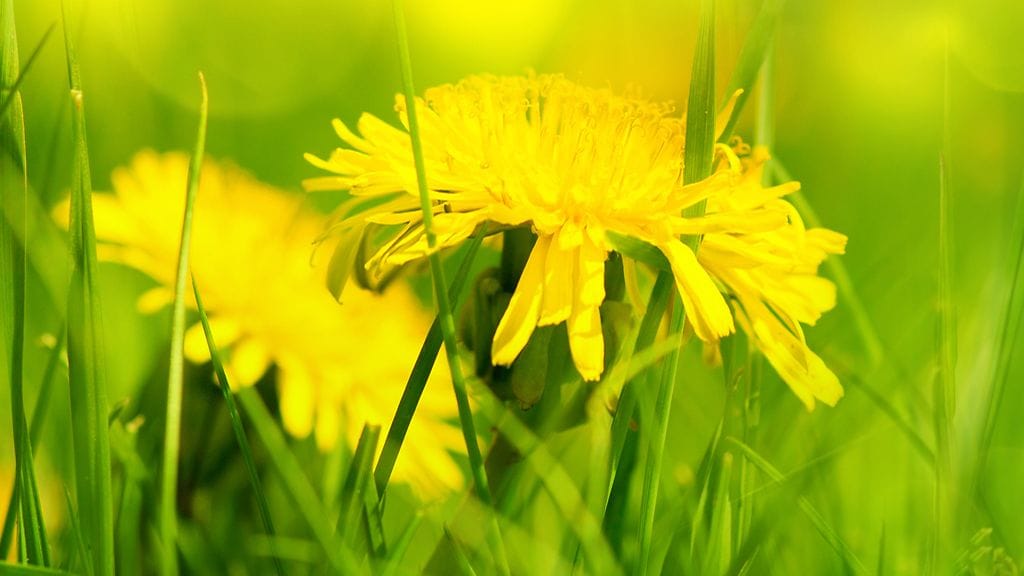 Suojaukseen voi käyttää läpimärkää puulevyä. Palonkestävä suojalevy on kuitenkin paras vaihtoehto.