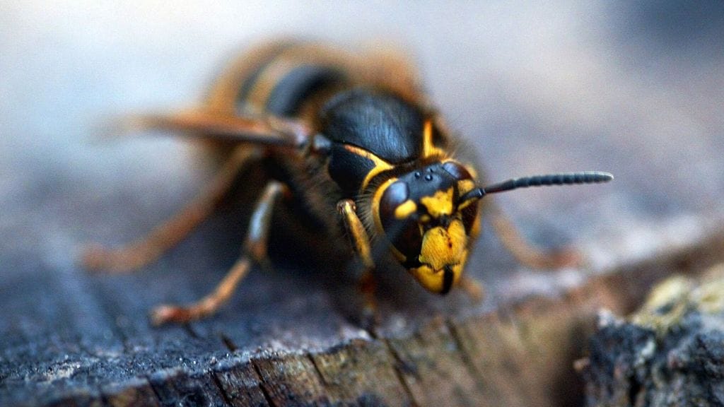 Ampiaiset tulivat syysmarkkinoille herkullisten tuoksujen perässä.