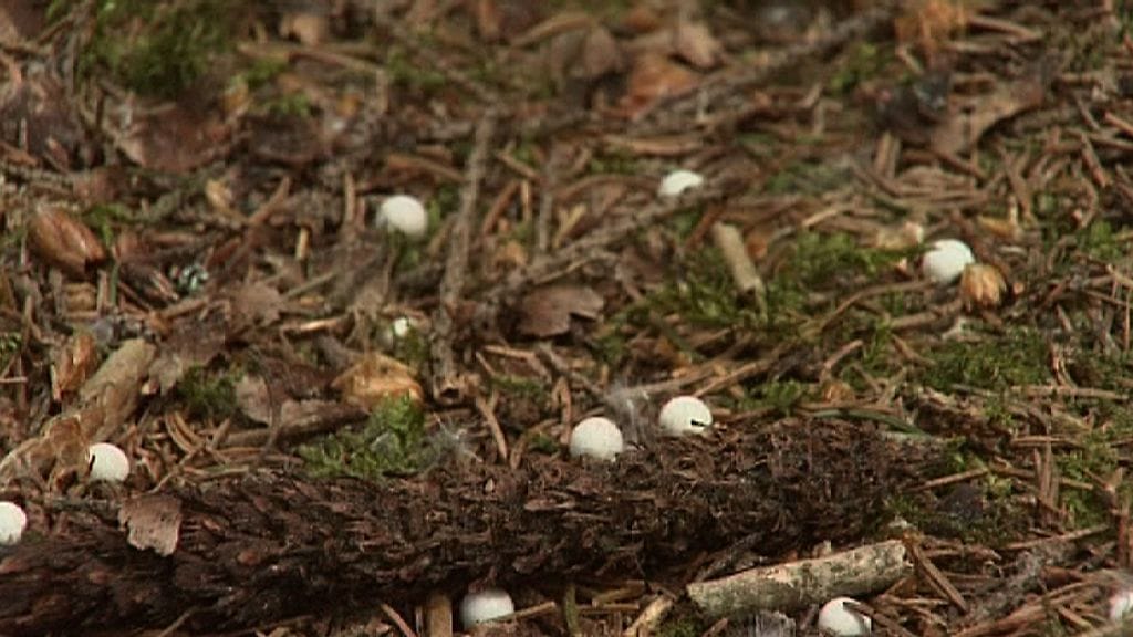 Airsoft-peleissä käytettäviä muovikuulia.