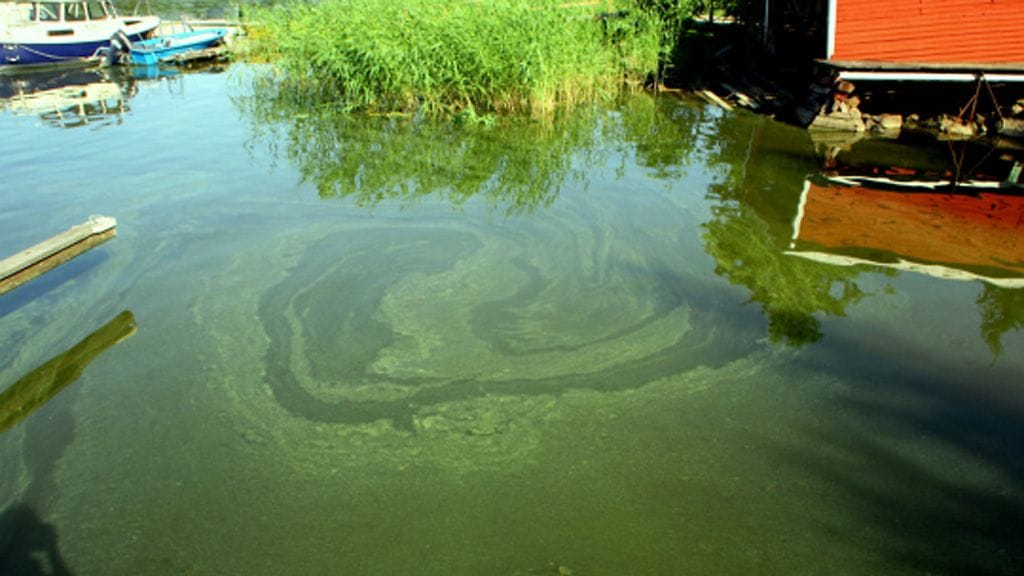 Sinilevää merenrannassa Kotkassa 7. heinäkuuta 2011.