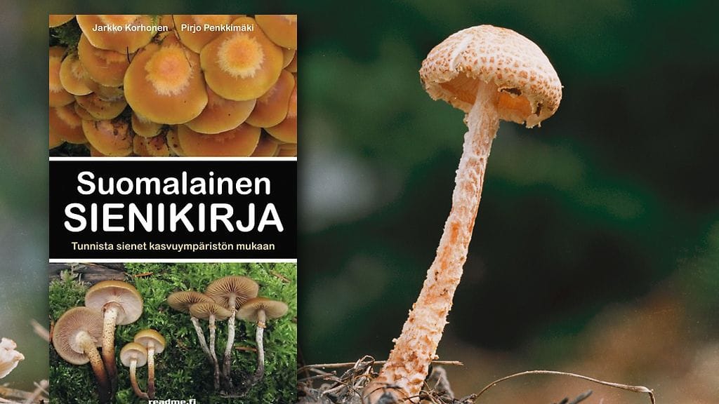 Kuvassa oikealla myrkyllinen valkokärpässieni.