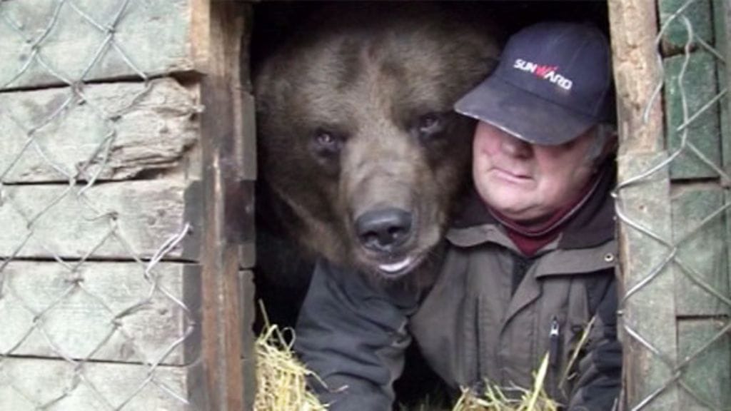 Sulo Karjalainen saattelee Juuso-karhun talviunille Kuusamon suurpetokeskuksessa. Kuva: MTV Oy