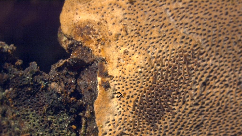 Nuolen kohdalla kaksi pilleistä itiöitä syövää raidankääpäripsikkää (Baranowskiella ehnstromi) nuolen kohdalla. Kuva: Jyrki Muona, Luonnontieteellinen museo.