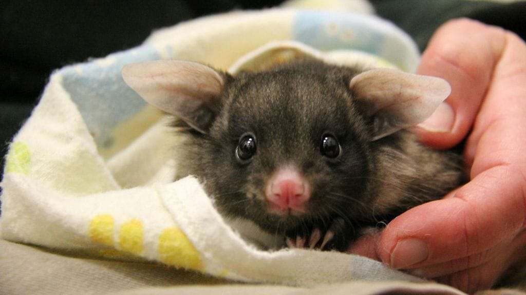 Kuvituskuva pienestä opossumista Australiassa.